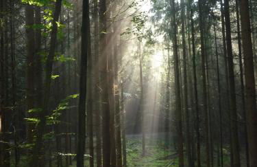 Ferienwohnung Böllsteiner Höhe - Foto 7