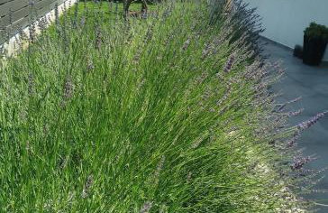 Apartment Ana - Foto 9