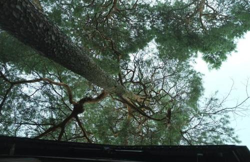 Leśny kasztel pod sosnami. Pokój w koronach drzew. - Foto 28