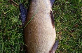 Domek w NABO - Foto 28