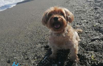 Ático Pet Friendly con Piscina - Foto 35