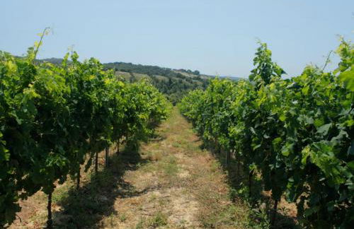 Tenuta Ponziani - Griffin's Resort - Foto 52