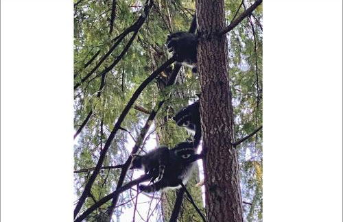 Charming Lakefront Cottage on Quiet Palmer Lake - Foto 10