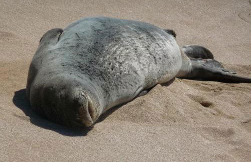 Molokai Kepuhi Beach Gem - Foto 18