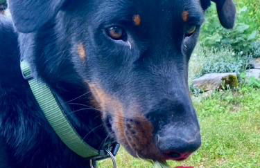 La Pause noble val - Foto 20