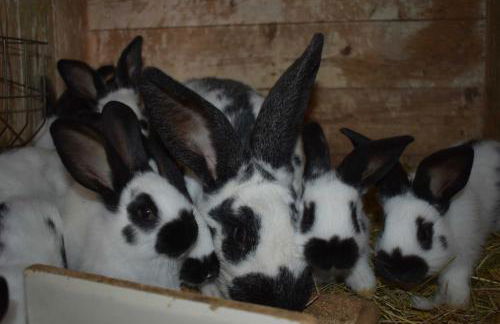 Landhaus am Bauernhof im Ostseeland - Foto 19