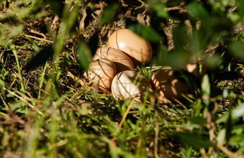 Refúgios do Rio Dão - Foto 52