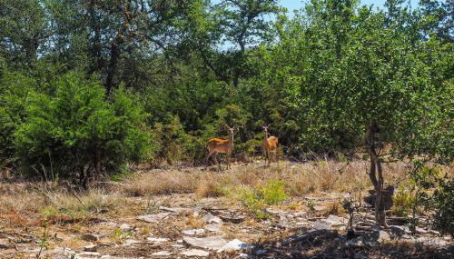 Cozy Kerrville Guest Cottage Near Guadalupe River! - Foto 2