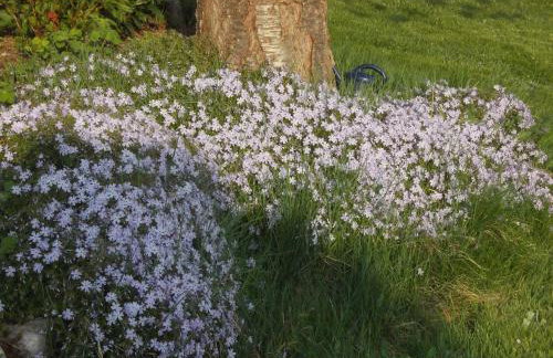 Ferienwohnung Neubert - Foto 13