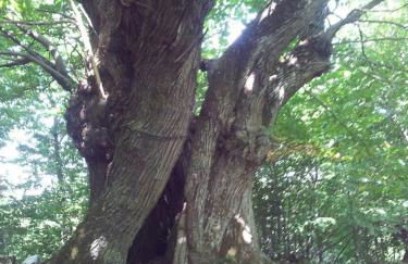 HOME L'UPUPA AMIATA - Foto 42