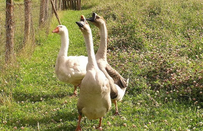 Cabane dans les Arbres - Tree House - Foto 26