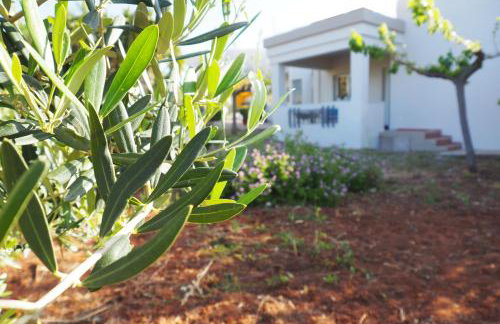 Olive House - Foto 27