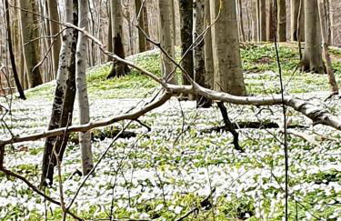 Ferienwohnung Daliah - Foto 7
