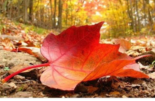 El Robledillo - Foto 16