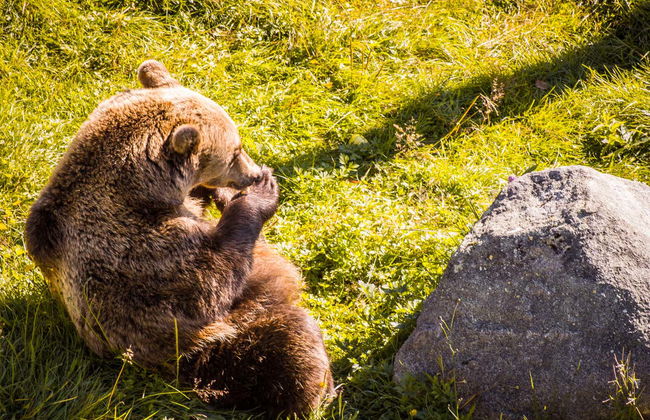 Ranua Wildlife Park Trip - Foto 5