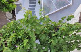 Melissa Apartments - Photo 19