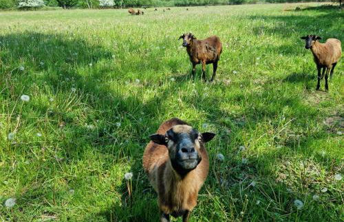 Waldhaus Dötlingen Ferienhaus im Naturpark - Foto 18