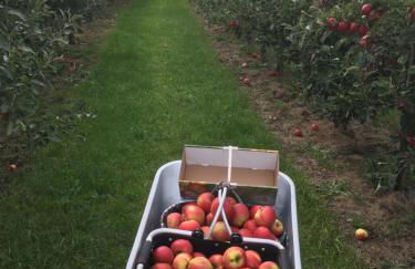 Ferienwohnung Deichapfel im Alten Land (Jork) - Foto 9