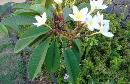 CASA VAN DE WALLE - Foto 31