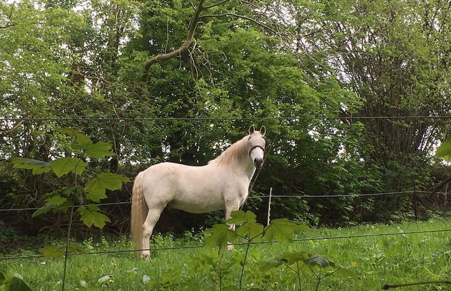 Country House Au Ballet des Hirondelles - Foto 44