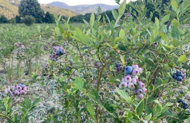 Quinta Casal de Bordeiro - Foto 16