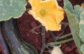 Vivenda da Natureza - Foto 67