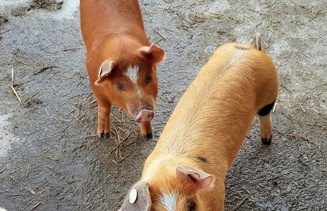 Holiday Flat with Pool Access - Foto 18