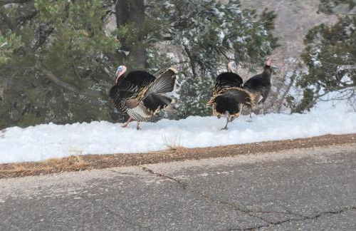 East Zion Trails Retreat-Hot tub, Resort Amenities, Exceptional - Photo 44