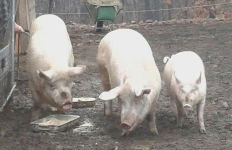 Agriturismo Villa Brugolta - Foto 13