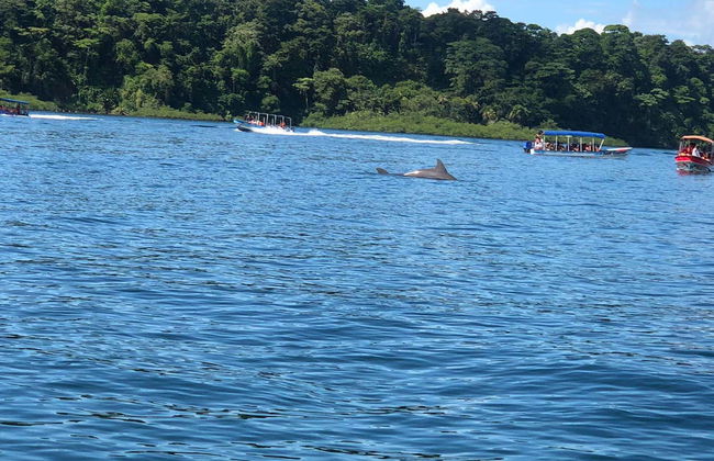 Zapatilla Island & Coral Cay Boat Tour - Foto 5