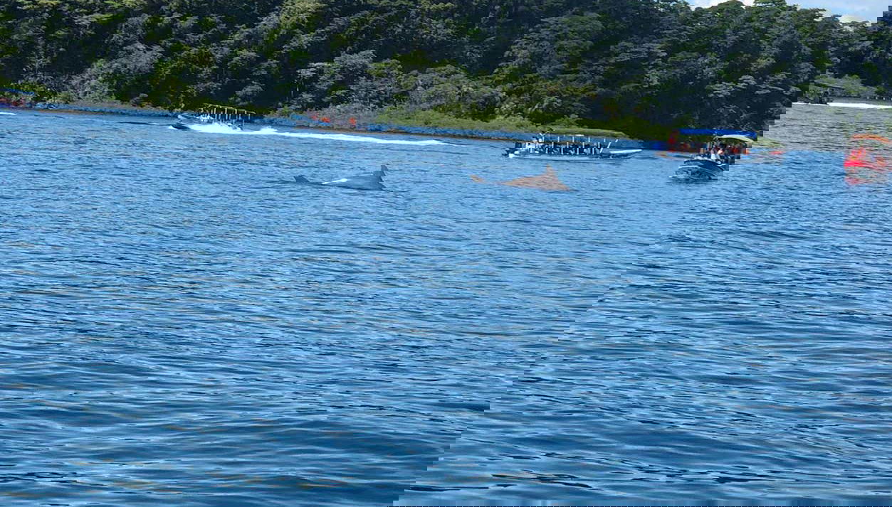 Zapatilla Island & Coral Cay Boat Tour - Foto 1