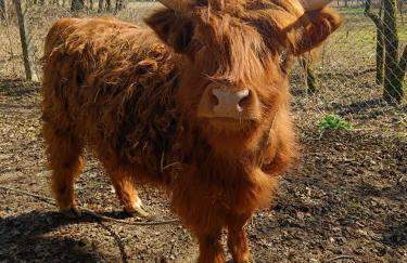 KUKUŁKA Nad Rzeczką - Foto 12