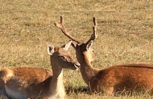 Planinska kuća Dasović - Foto 41