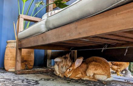 Cozy AF Tiny-House Oasis - Foto 23