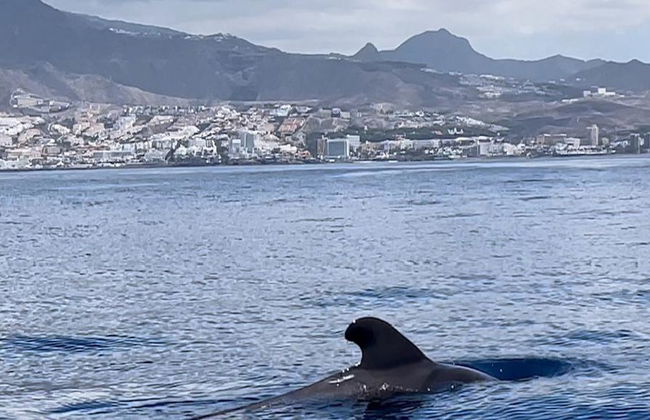 Wal-, Delfin- und Schildkrötenbeobachtungstouren - Foto 2