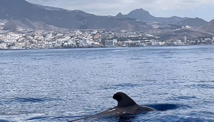 Wal-, Delfin- und Schildkrötenbeobachtungstouren - Foto 2