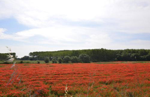 La petite Cigale - Foto 32