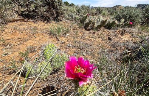 Cedar Mountain Bunkhouse cabin - Foto 14