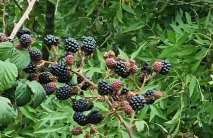 Ca la Pauleta - Foto 55