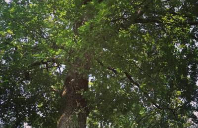 Antica Quercia Apartment - Photo 25