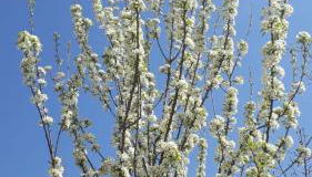 Ferienhaus am Schaalsee - Foto 5