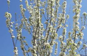 Ferienhaus am Schaalsee - Foto 5