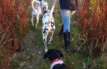 Glen Roe - 3 Bed Lodge on Friendly Farm Stay - Foto 77