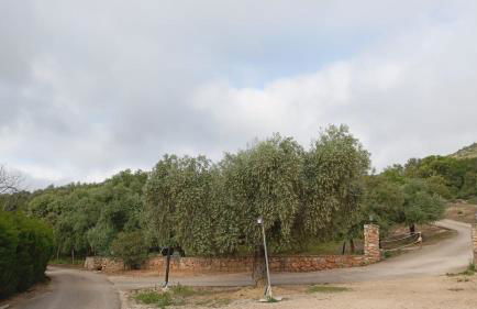 Casas Rurales Cortijo la Cañada - Photo 8