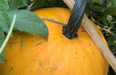 Red Rock Escape - Cozy King Bed Studio & Gardens, Trails, Views, Red Rock Pass - Foto 53