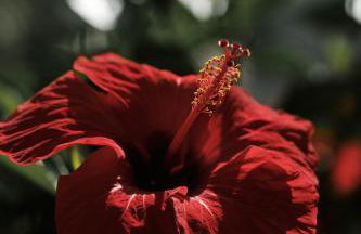 Prinsotel La Caleta - Foto 12