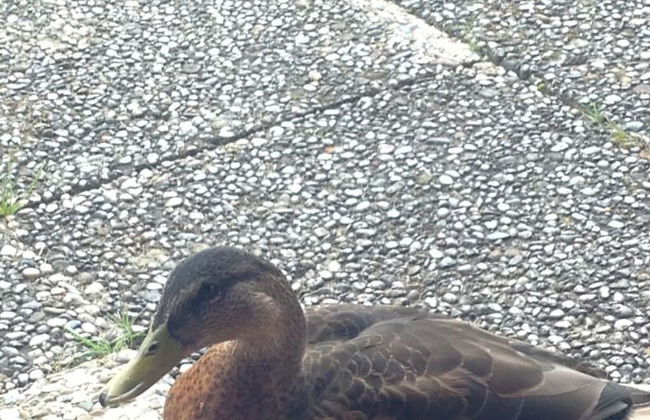 Schaalseehobbit Modern Retreat - Foto 16