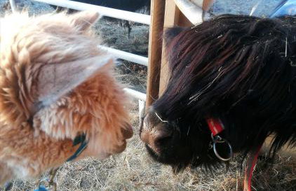 Auszeit zwischen Fellnasen - Foto 21