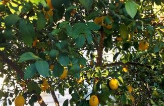 Apartments Jeličić - Foto 55