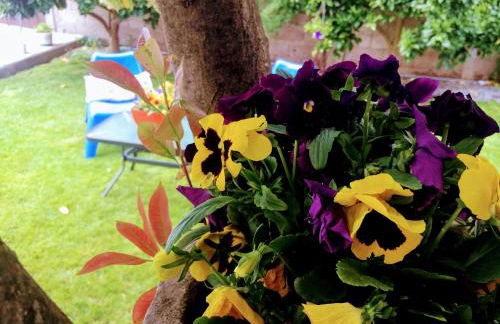 Casa de Férias MariCeu Mirandela - Foto 14